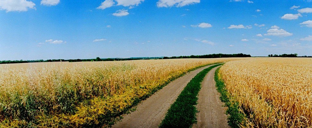 Дорога через пшеничное поле - Михаил 