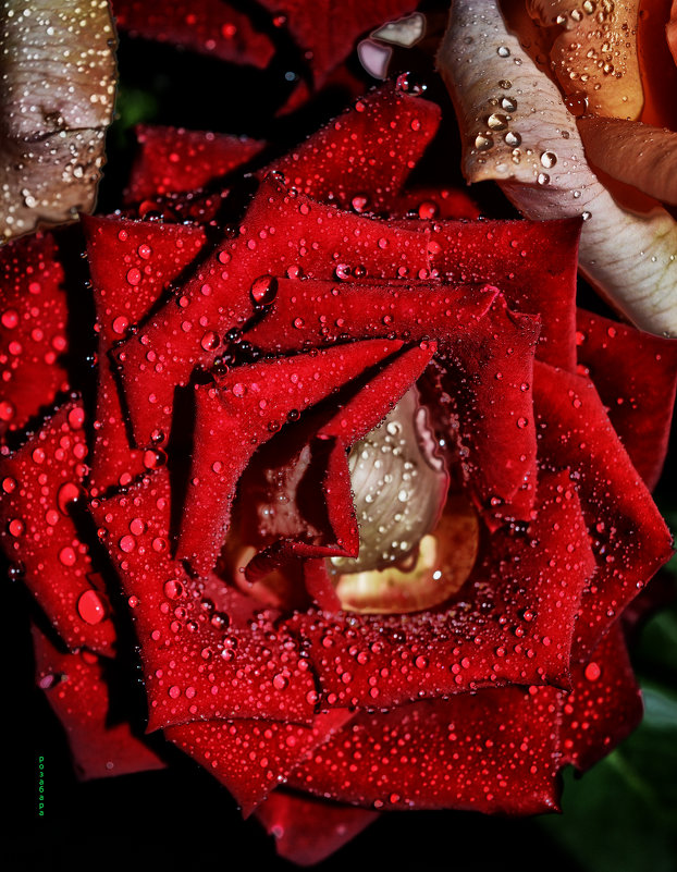 слёзы розы - Ксения Забара