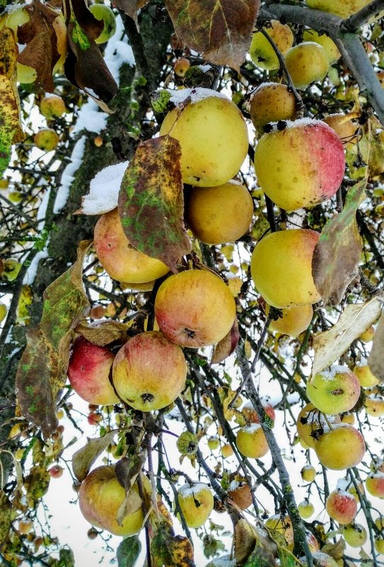 Яблоки под снегом - Tatjana 