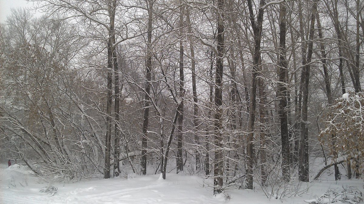 Зимний лес под новый год - Владимир Ростовский 