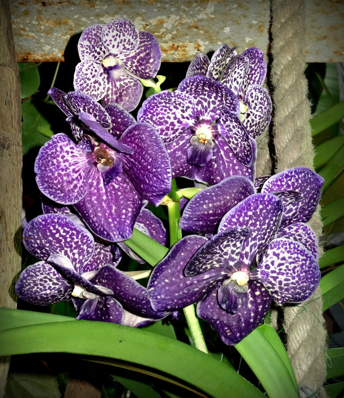 Орхидеи - Наталия Короткова