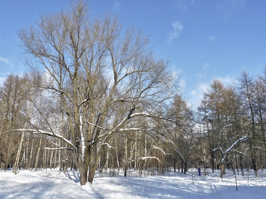 Январь в городском парке - Alexandr Zykov 