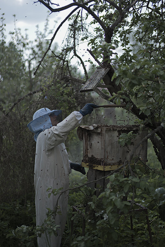 пчела появилась раньше человека...и будет жить после) - Александр Русинов
