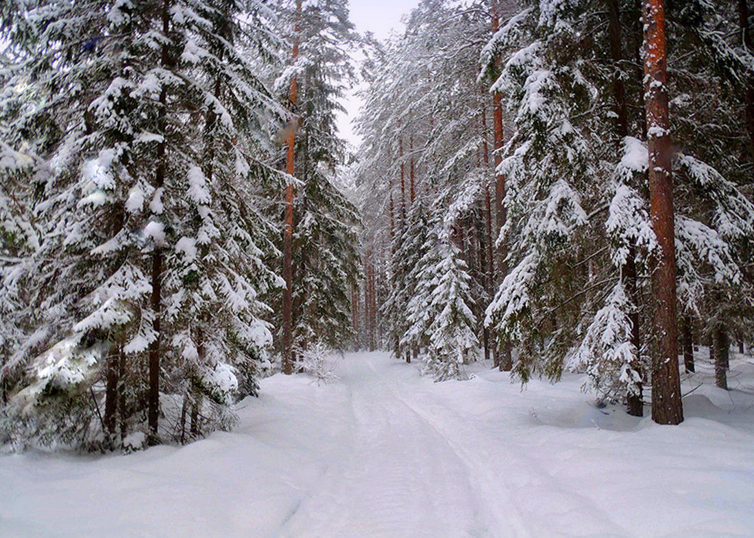 Картинки с лесом в снегу (68 фото)