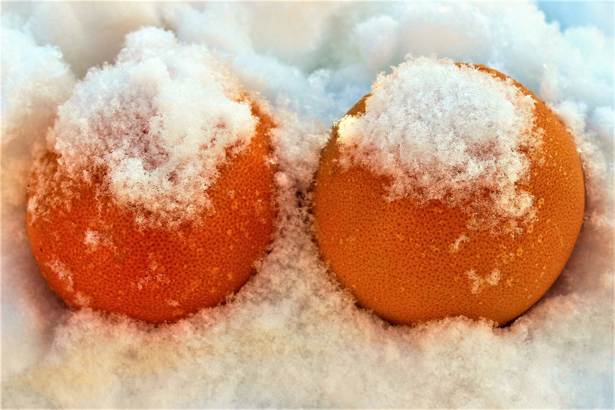 Грейпфруты на снегу - Сергей Чиняев 