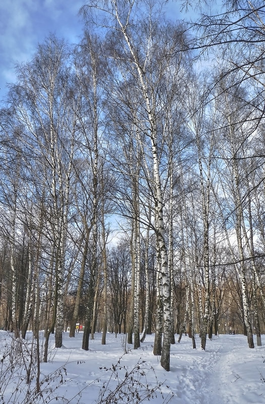 Январь в городском парке - Alexandr Zykov 