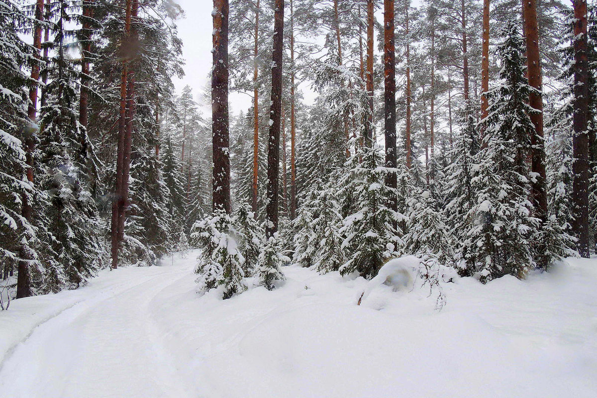Зимний лес таит свои чародейные тайны, снежные секреты - Павлова Татьяна Павлова