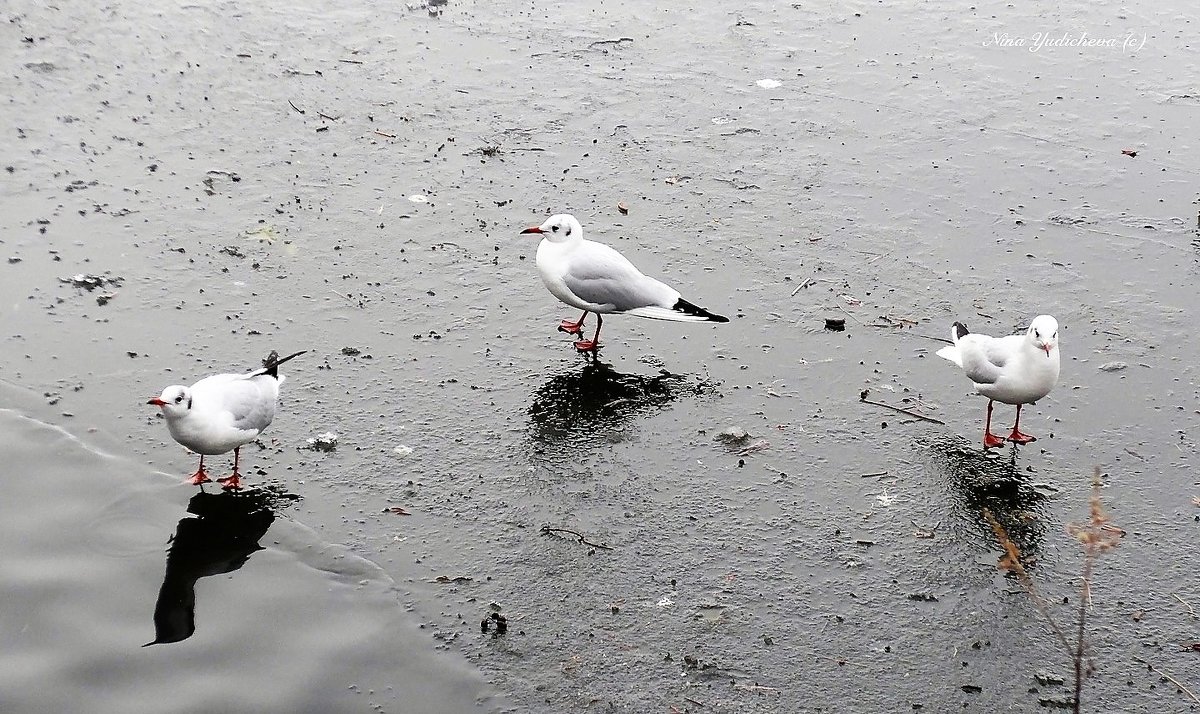 Чайки на льду - Nina Yudicheva