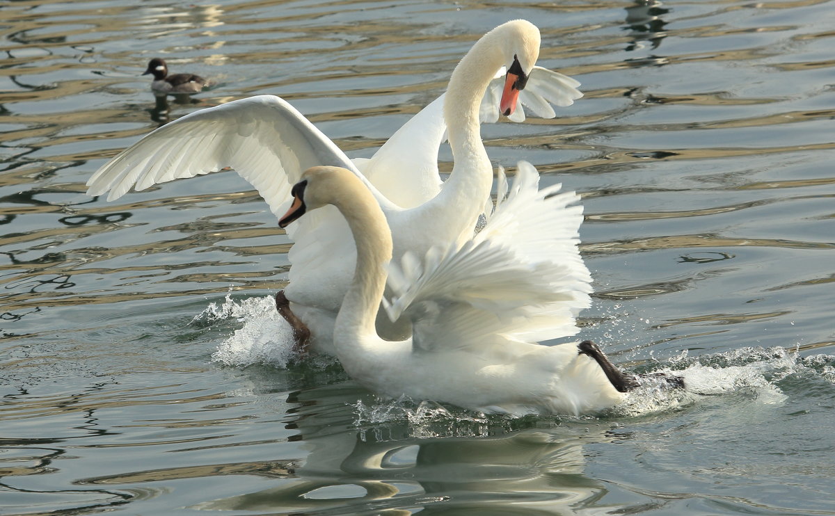 разборки - Naum 