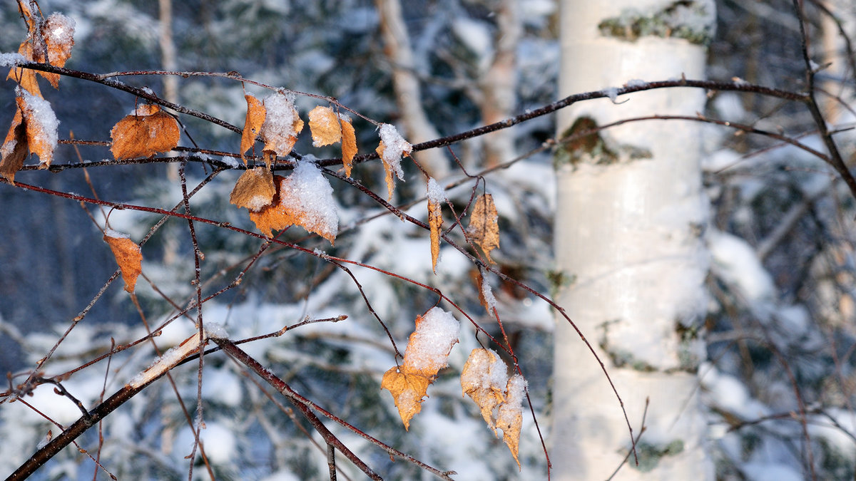Немного осени морозной зимой - Николай Белавин