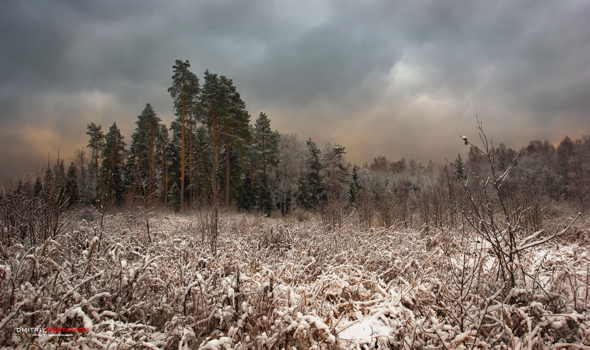 Зима Россия лес пасмурно