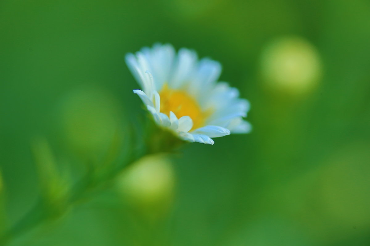 цветок - Naum 