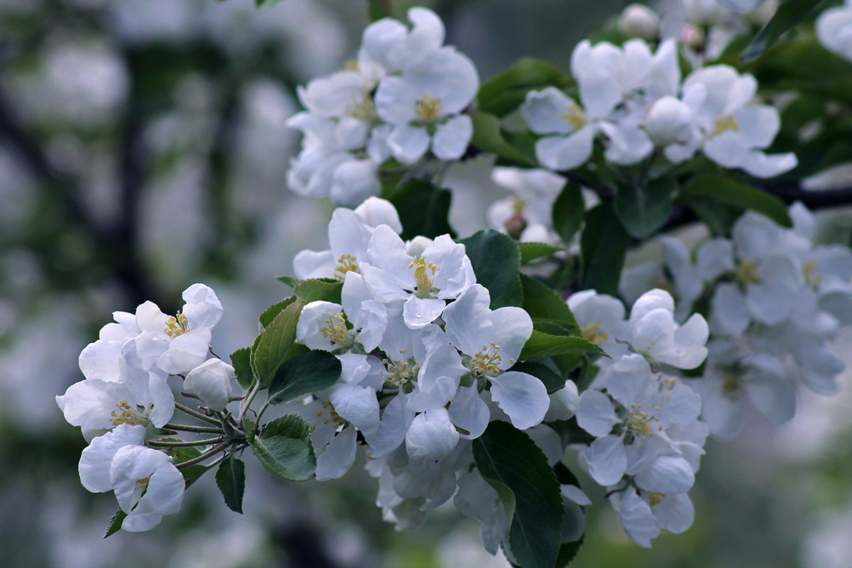 Сибирский яблоневый сад цветет - Екатерина Торганская