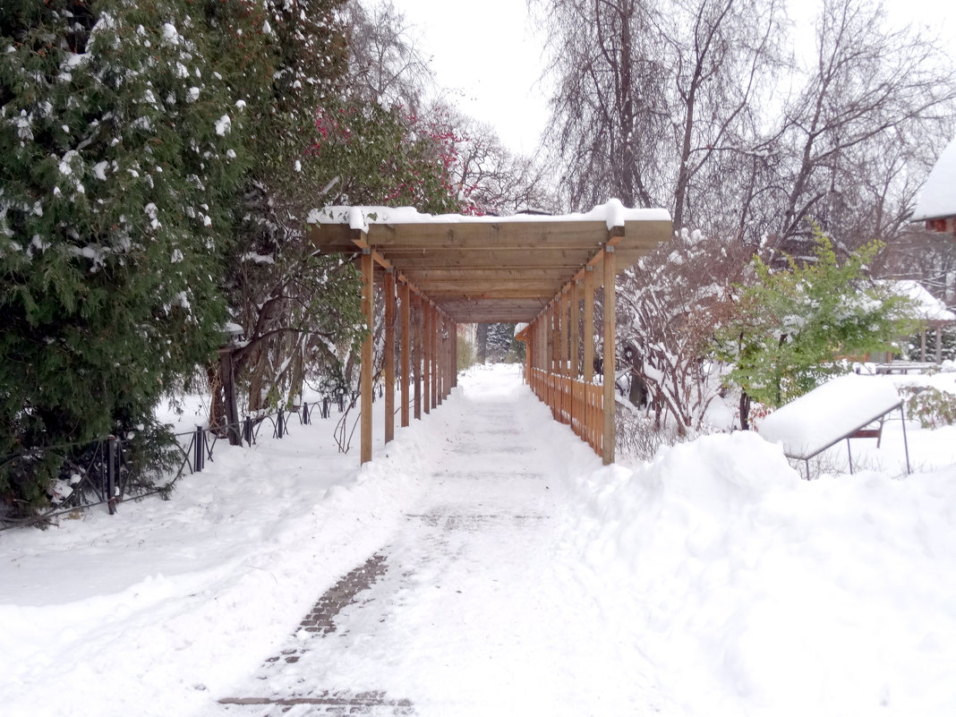 Зима в ботаническом саду - Наталия Короткова