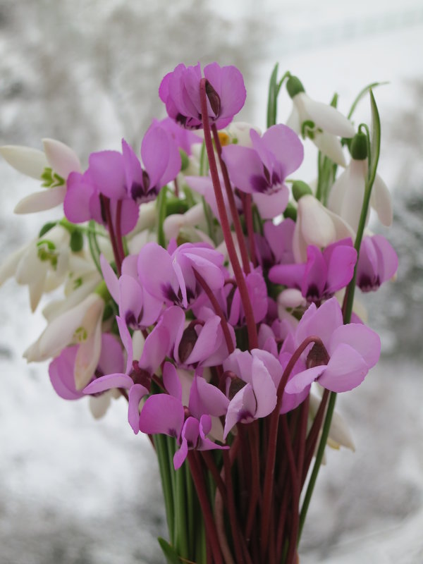 Вчера цветочки -сегодня снежок ! - valeriy khlopunov