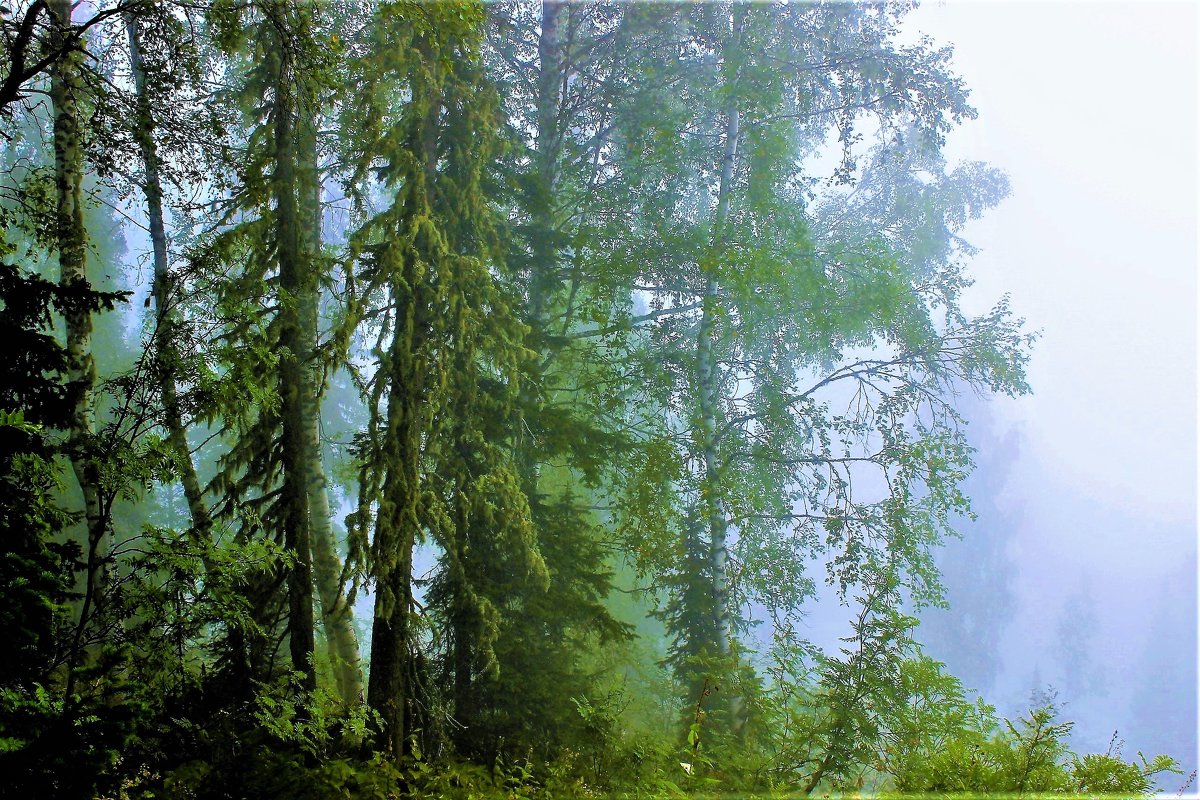 Окутанный туманом лес - Сергей Чиняев 