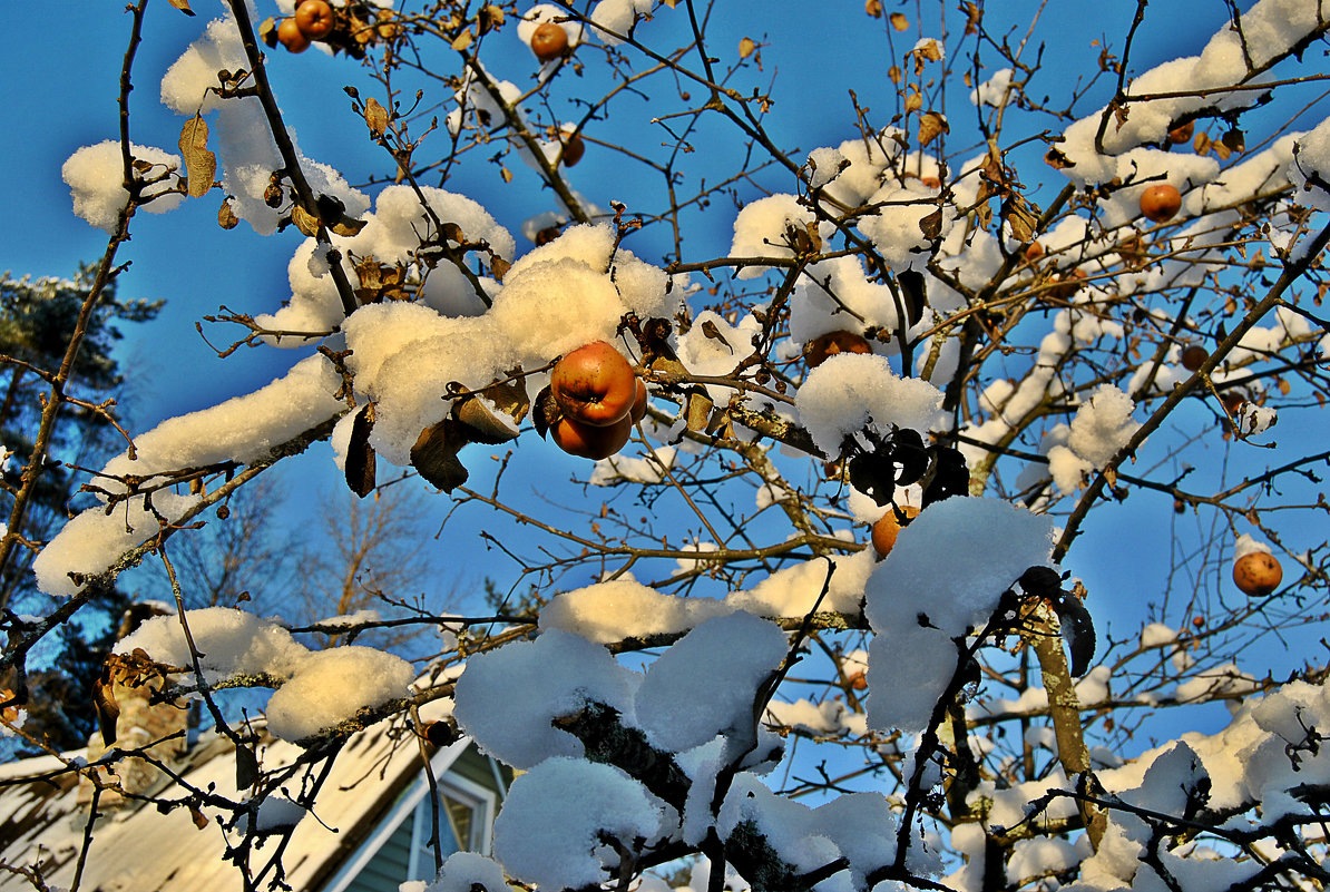 Яблоки в снегу - Натали Пам