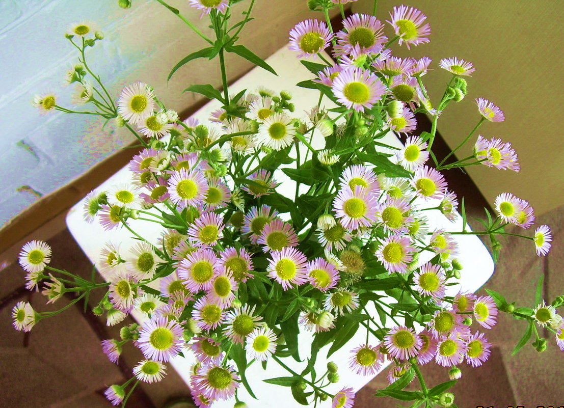 Незатейливые цветы - татьяна 