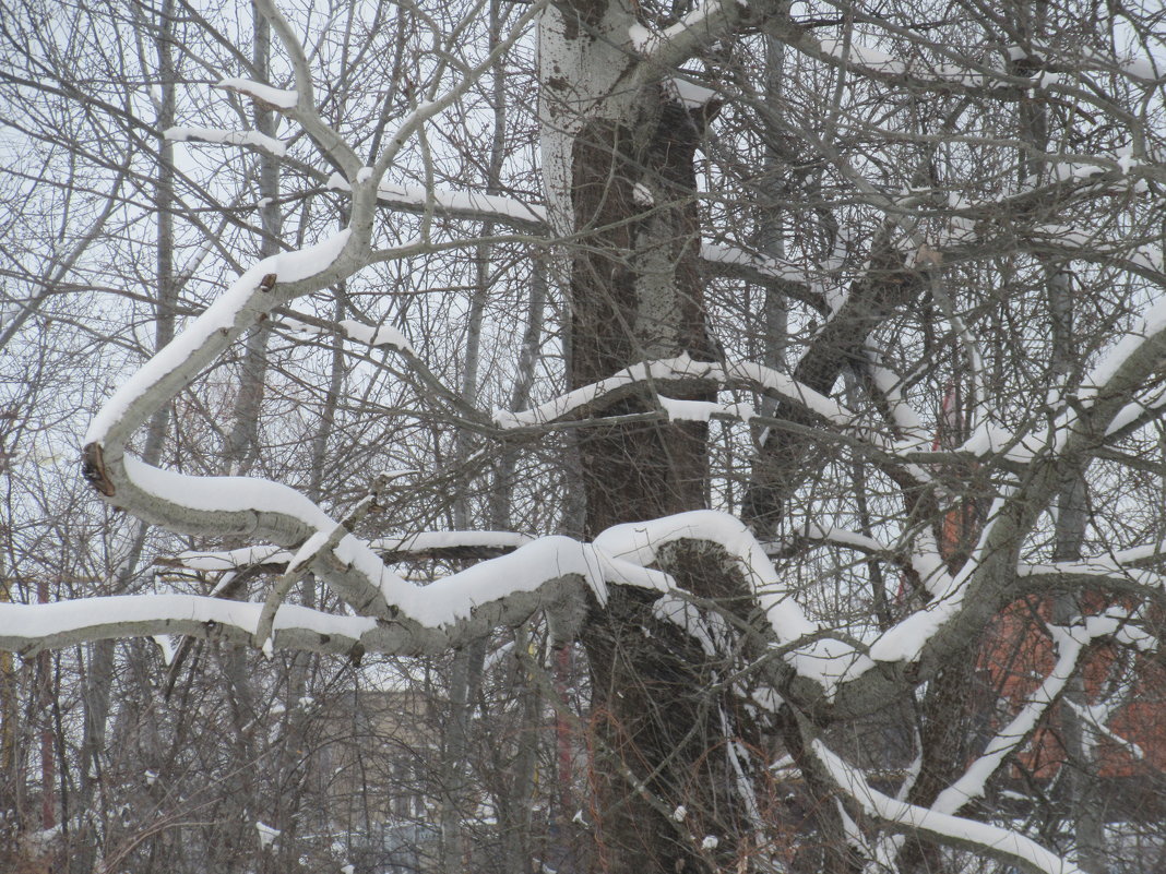 Снег обнажает "деревянные" причуды. - Вячеслав Медведев