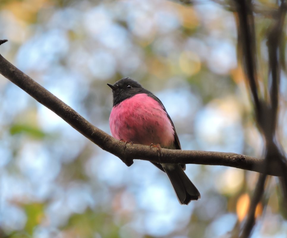 Pink Robin - чудинова ольга 