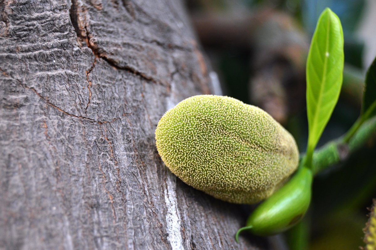 Плод индийского хлебного дерева (начало) - Оксана Шрикантх