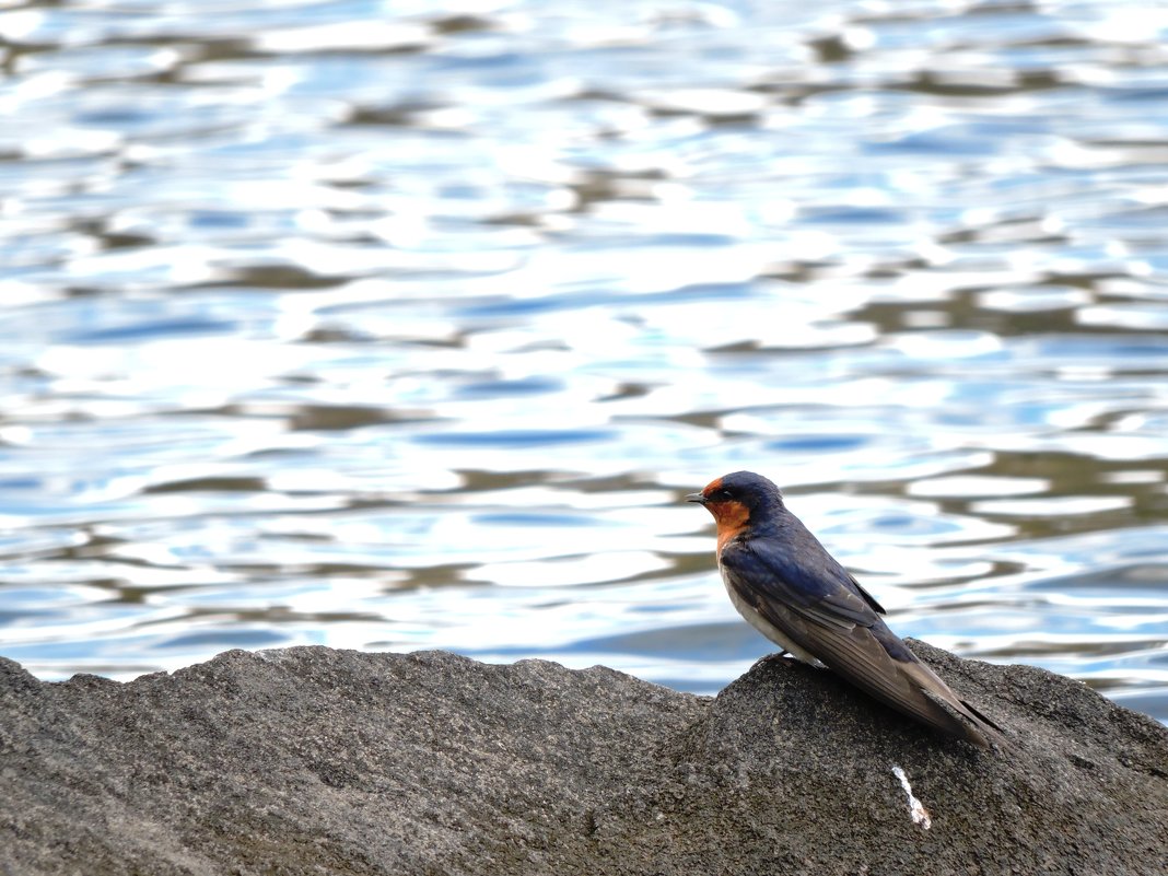 Barn swallow - чудинова ольга 