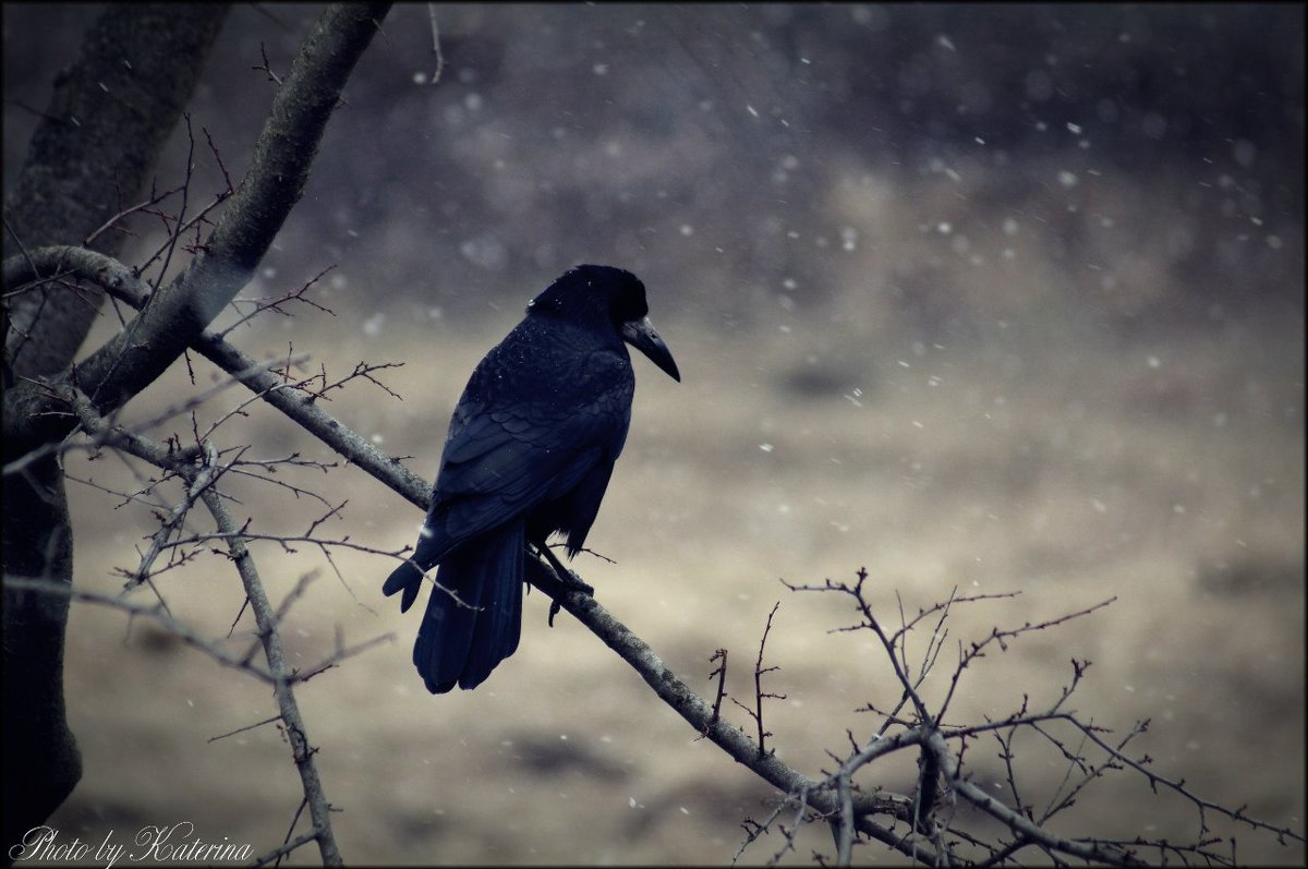 Ворона сидит на ветке. Зимняя природа - Екатерина Шиманская