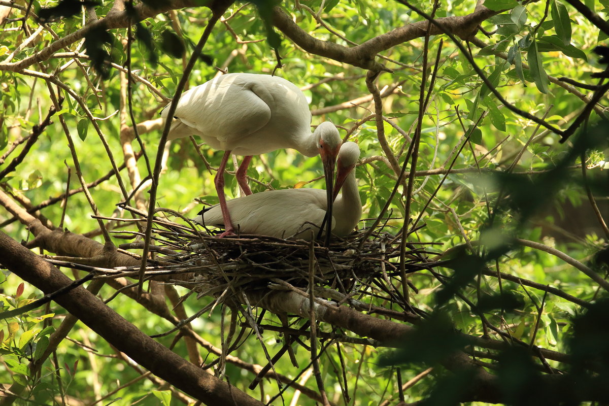 White Ibis (белый аист) - Naum 