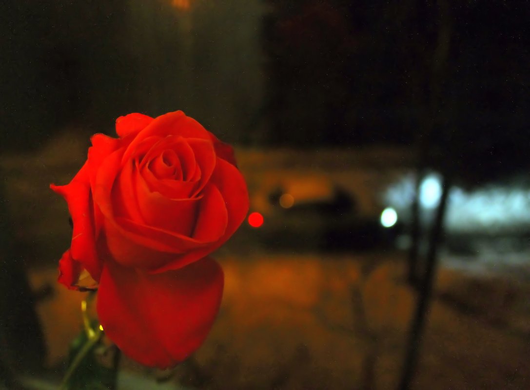 Нежный запах зимней розы. - Валентина ツ ღ✿ღ