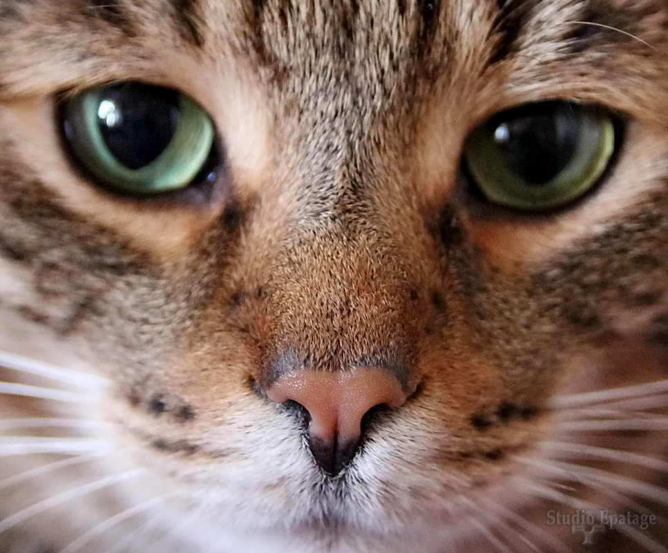 cat&#39;s eyes - Sergey Ganja