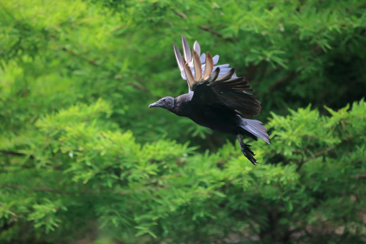 Black Vulture - Naum 