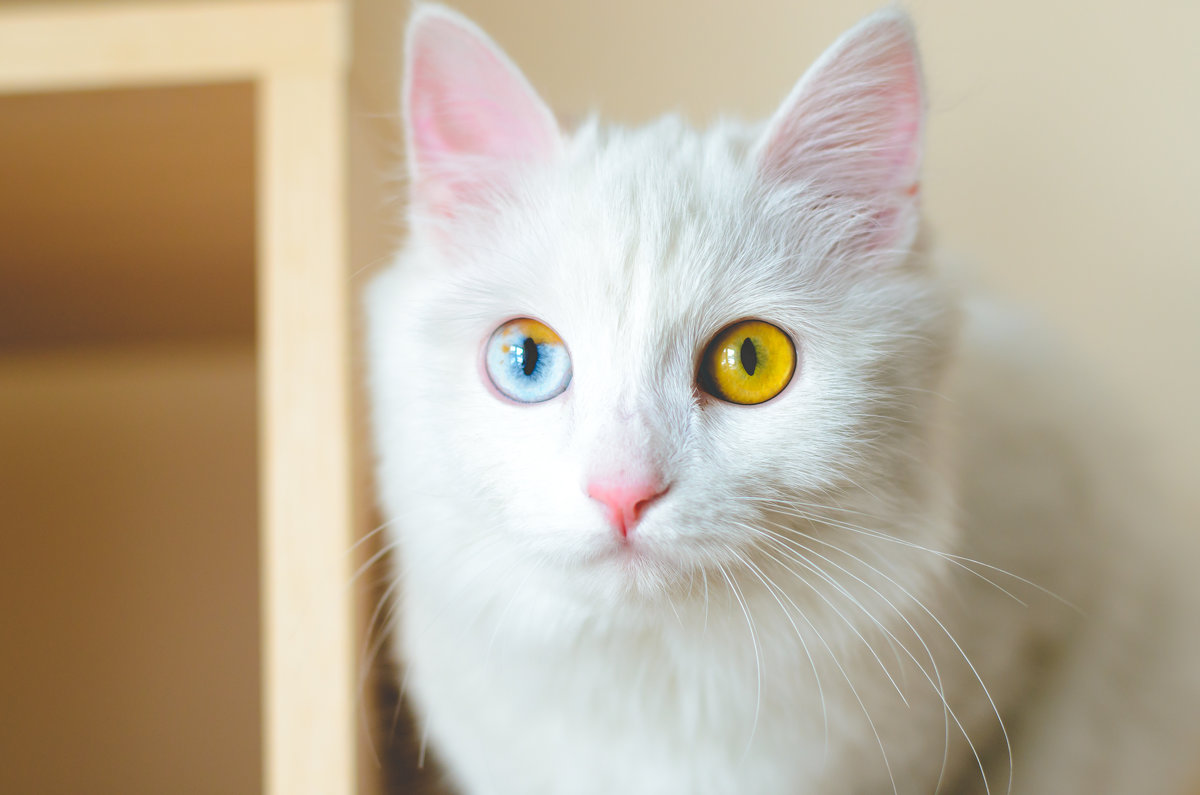 Милая и гривая кошечка по имени Мей с разноцветными глазами - Сергей Алексеев