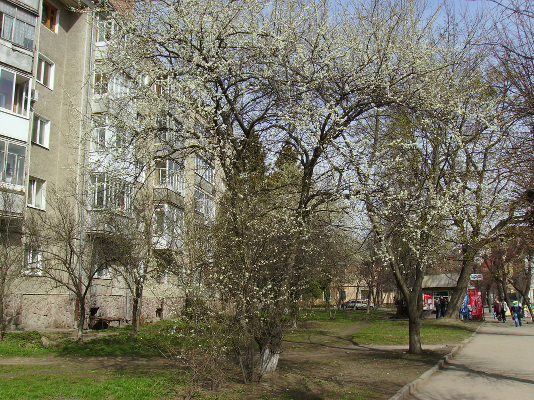 Весна  в   Ивано - Франковске - Андрей  Васильевич Коляскин
