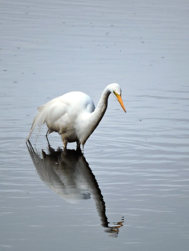 Great Egret - чудинова ольга 