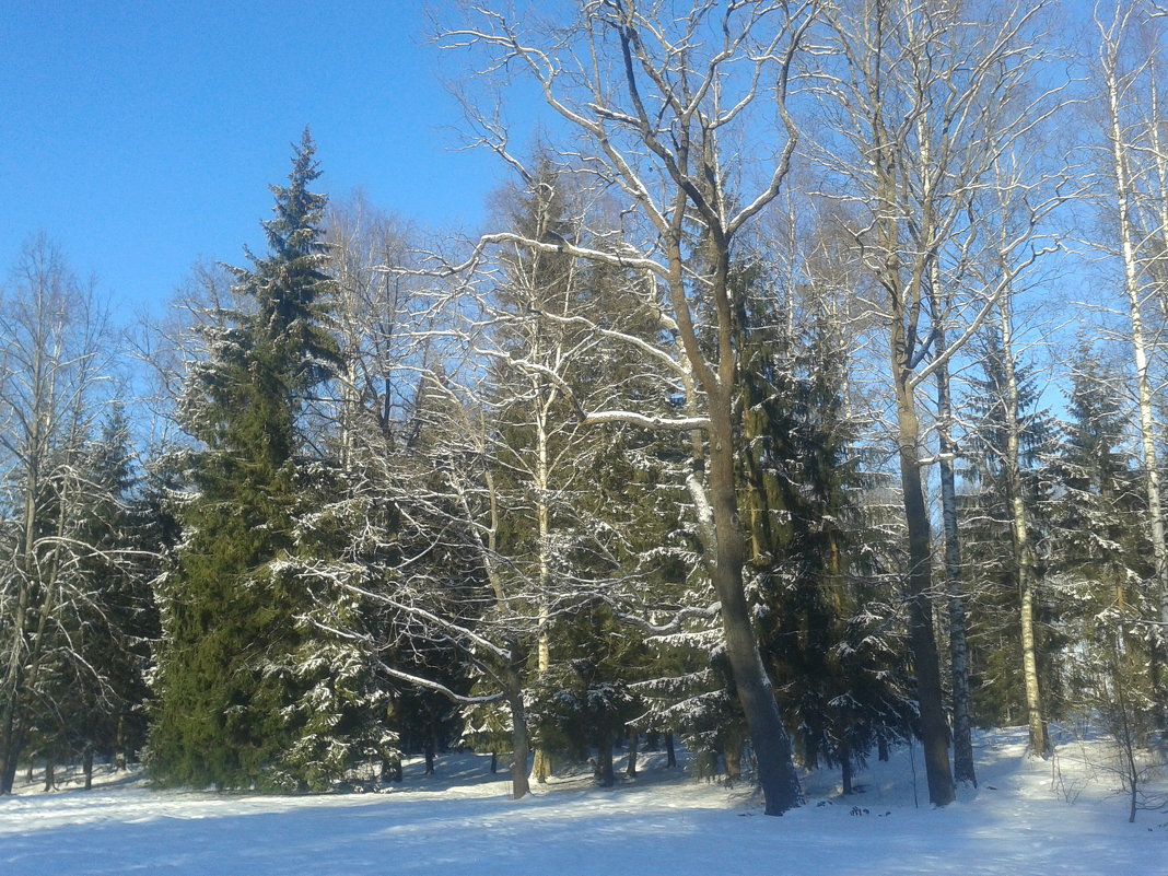 Зимний лес - Сапсан 