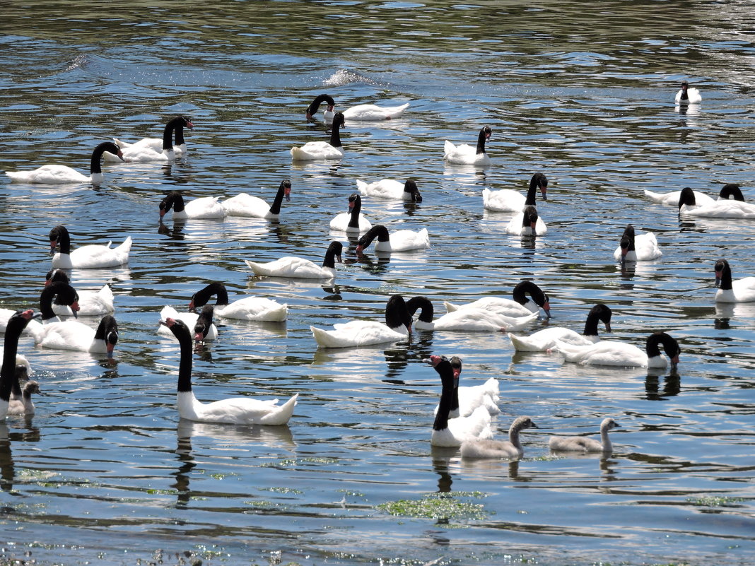 Black-necked Swan - чудинова ольга 