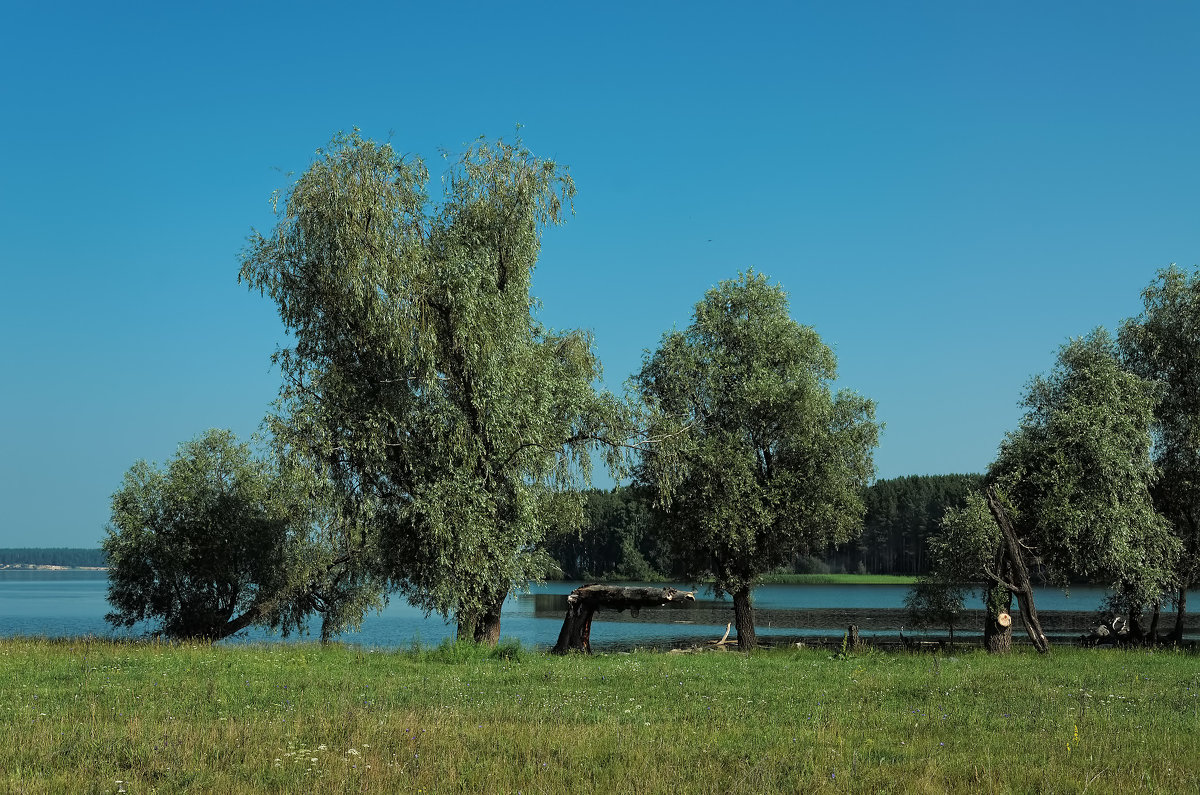 Деревья на берегу Обского водохранилища - Дмитрий Конев