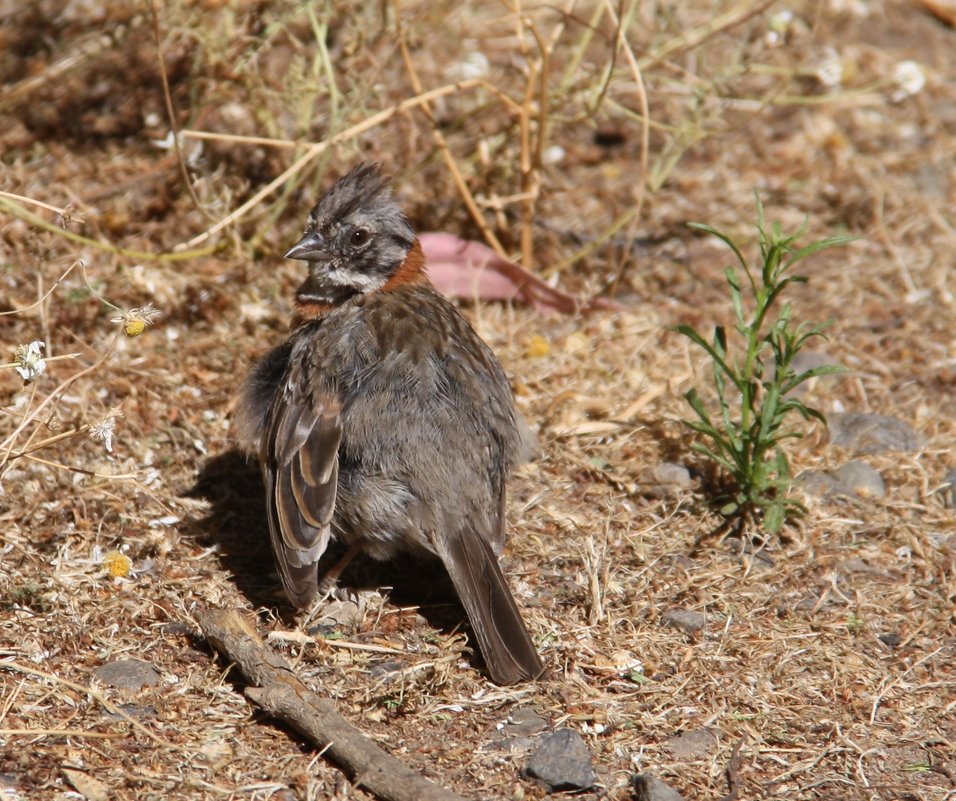Red-crested Sparrow - чудинова ольга 