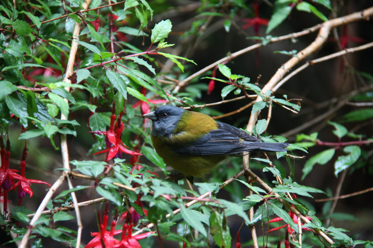 Patagonian Sierra-Finch - чудинова ольга 