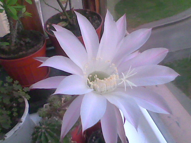 Echinopsis - Galaelina ***