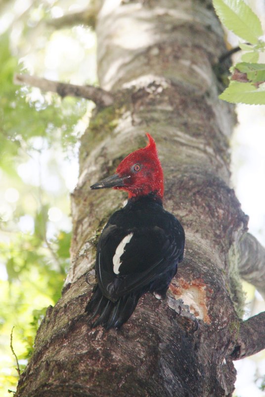 Magellanic Woodrecker, male - чудинова ольга 