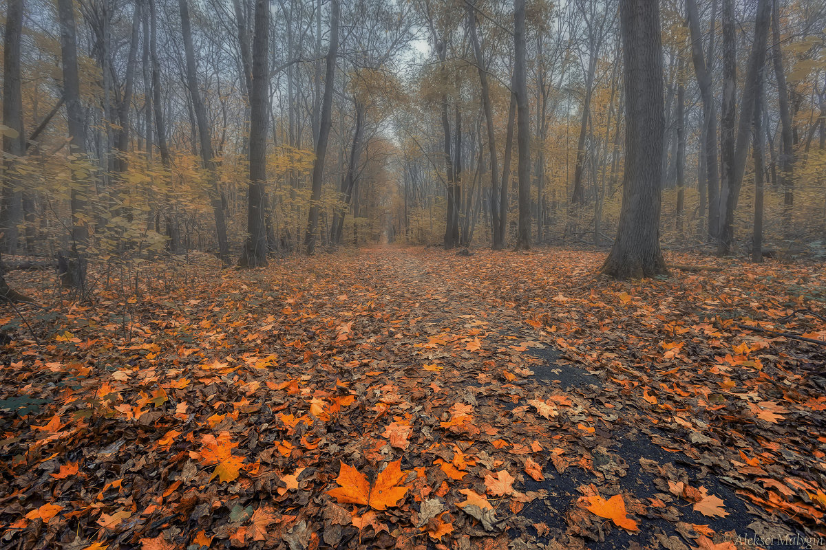 Осень в лесу - Aleksei Malygin 