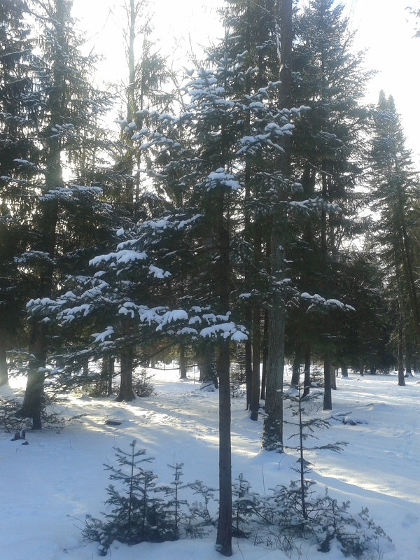 Зимний лес - Сапсан 