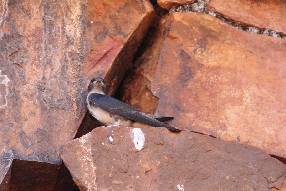 Grey-breasted Martin - чудинова ольга 