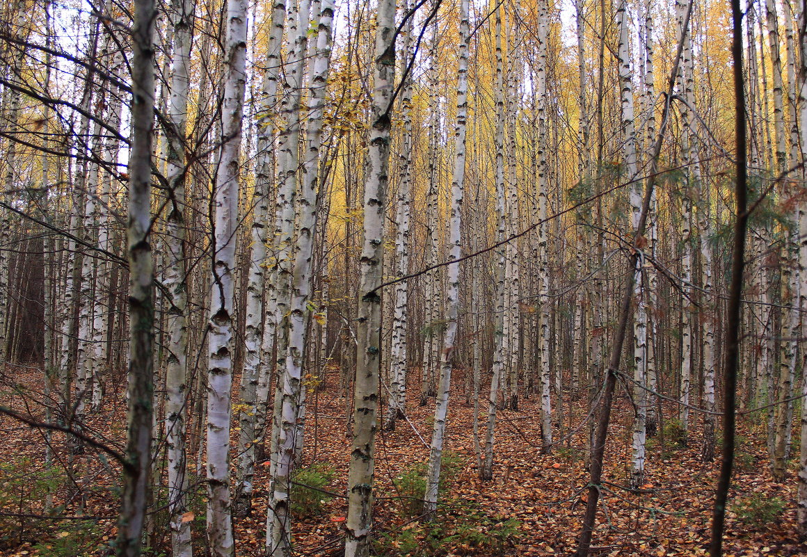 В октябрьский лес за грибами - Татьяна Ломтева