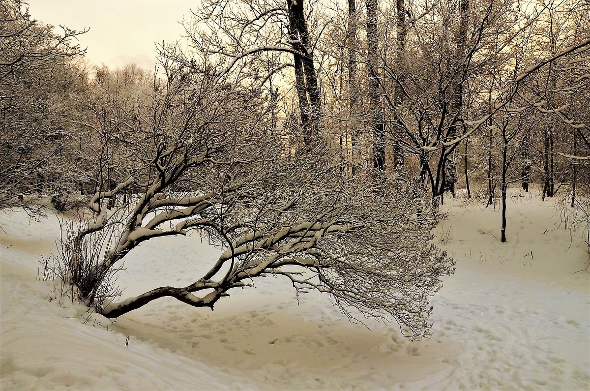 Чудеса зимы прекрасной... - Sergey Gordoff
