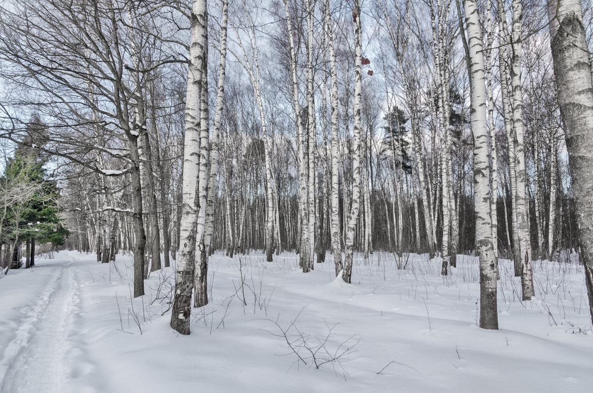Зимний лес - Ирина Шарапова