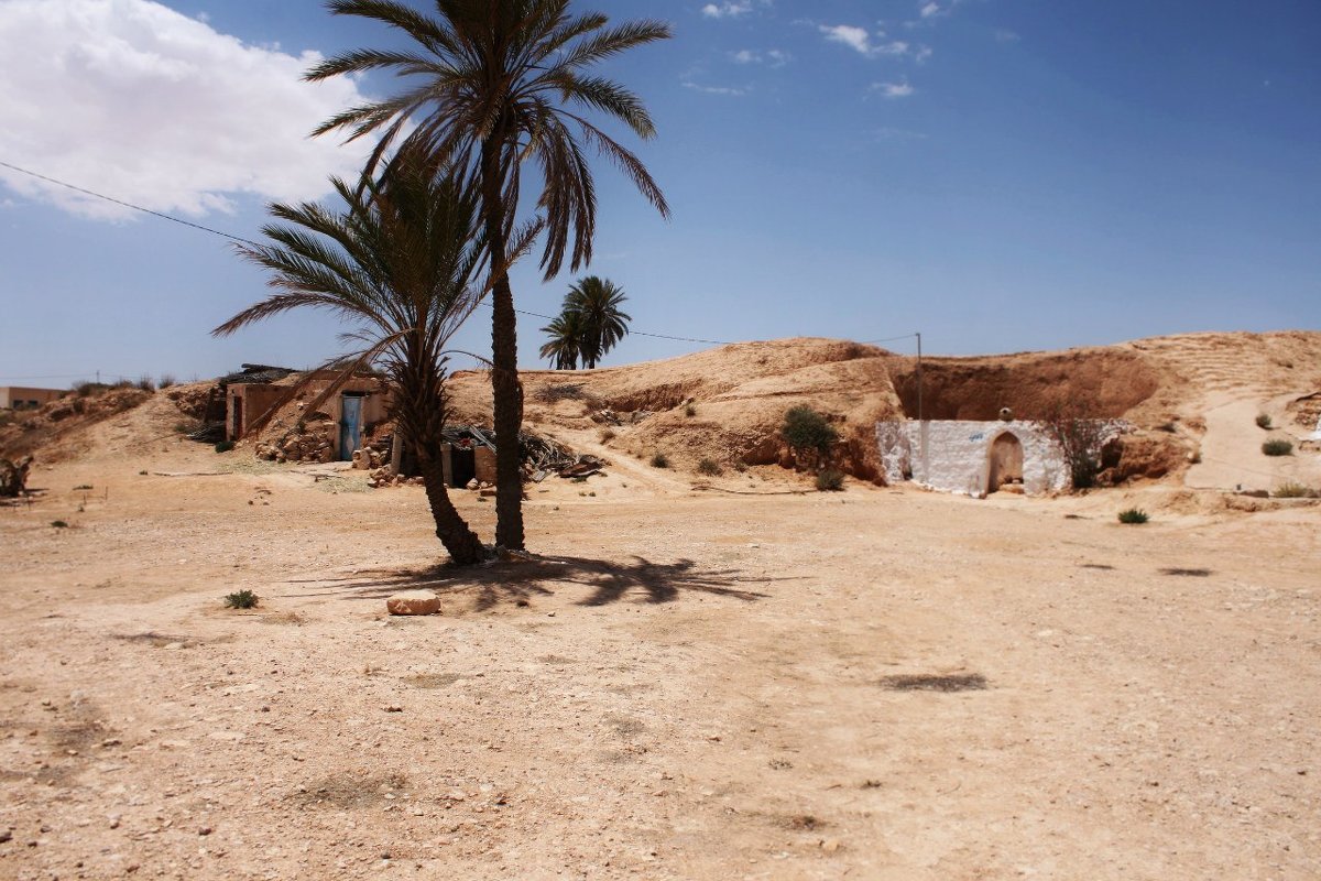 Одинокая пальма в пустыне Сахара - Екатерина Потапова