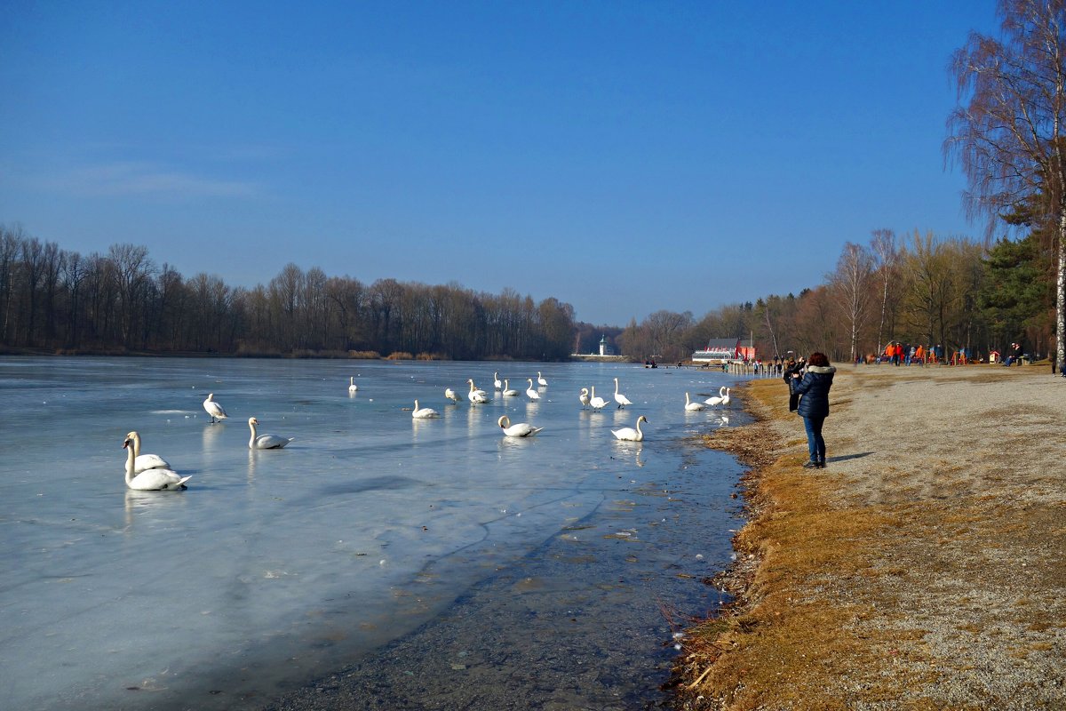 Лебеди   вернулись на озеро... - Galina Dzubina