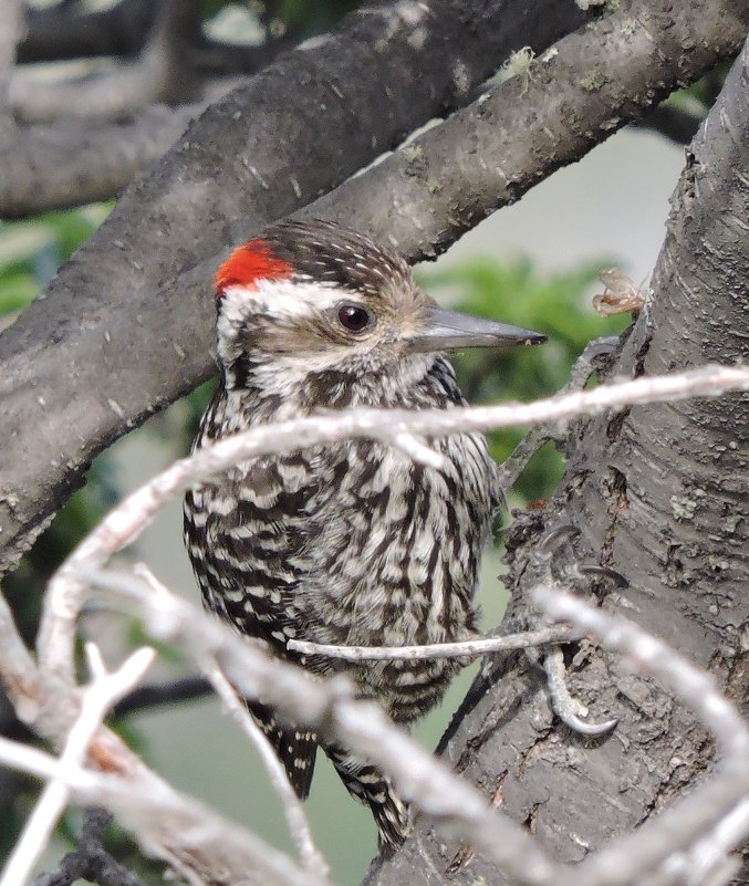 Striped Woodpecker - чудинова ольга 